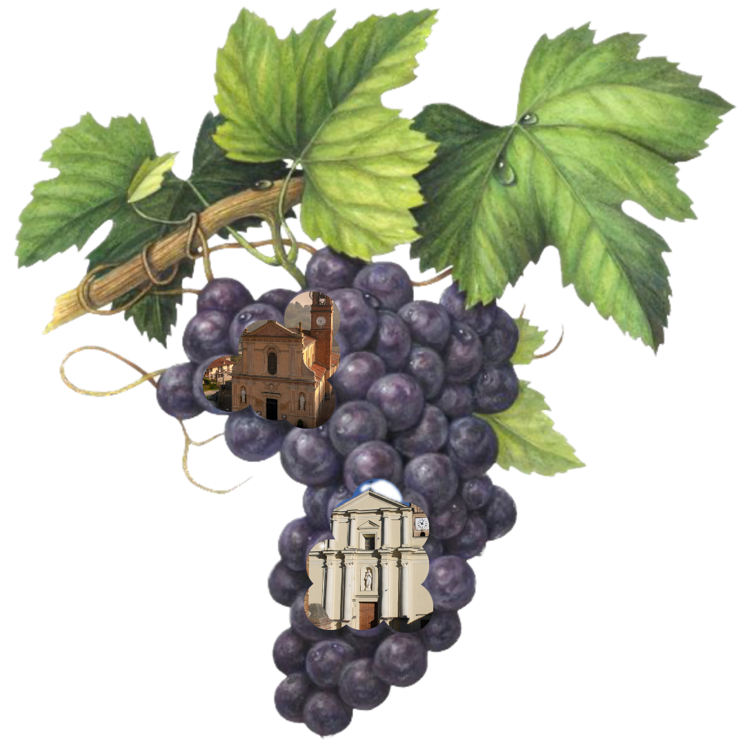 Grappolo d'uva con parrocchie Cisterna d'Asti e Ferrere in acini